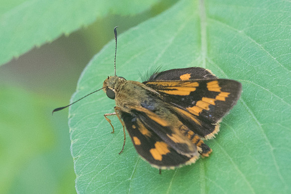 Taractrocera archias id+-3961 - Krabi - 22/11/23