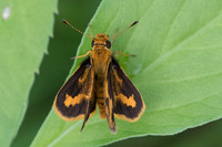 Taractrocera archias-7354 -Khao Phanom Bencha National Park - 28/11/23