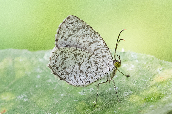 Allotinus horsfieldi permagnus-4901 - Phanom Bencha Mountain - 23/11/23