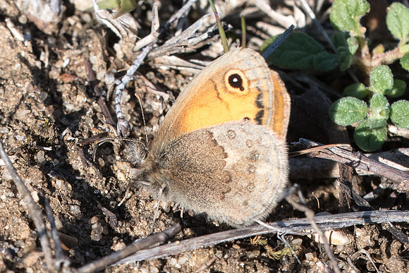 Coenonympha pamphilus-8418