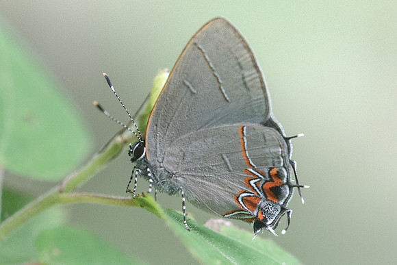 Calycopis sp-1306