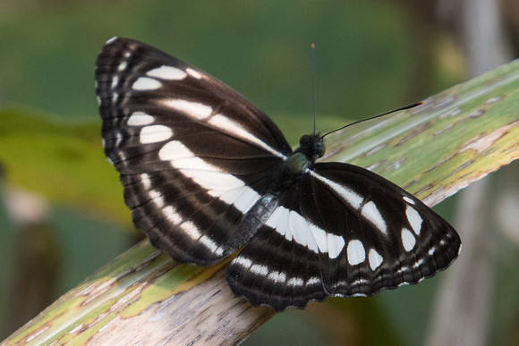 Neptis cartica id? -3381 - Doi Suthep - 8/03/23