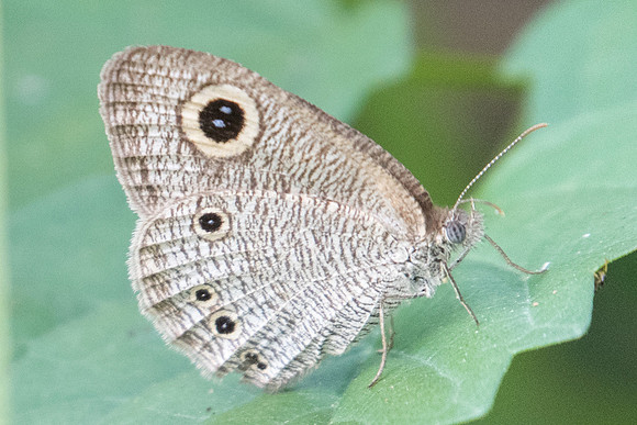 Ypthima huebneri-9563 - Koh Samui - 16/03/23