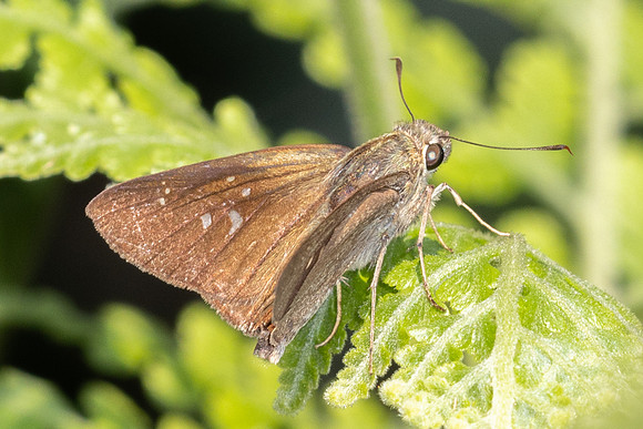 Baoris farri id--6241 - Doi Suthep - 28/03/25