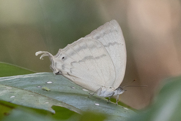 Drina donina donina - 7089 - Doi-Suthep - 28/03/24