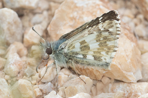 Pyrgus armoricanus-8324- Puits de Rians - 3/06/25
