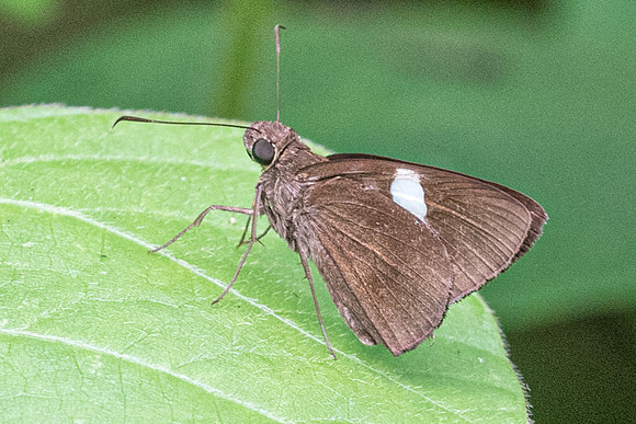 Notocrypta paralysos-4729 - Phanom Bencha Mountain Resort - 23/11/23
