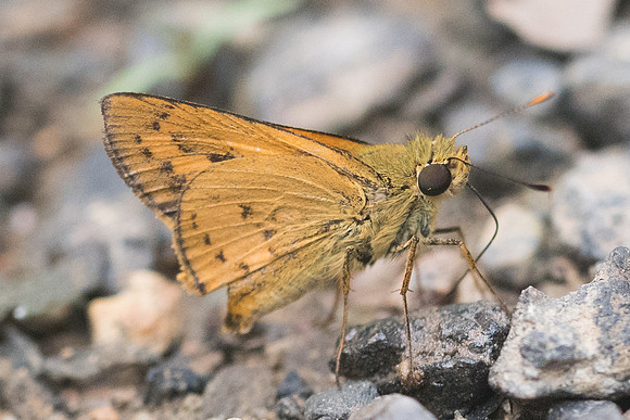 Telicota bambusae - 5981- Chiang Dao  - 12/03/23