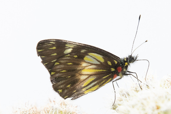 Catasticta-5669