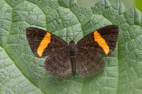 Emesis cypria id--5165