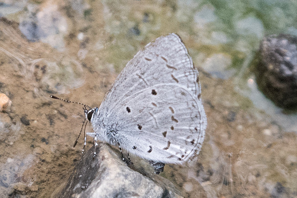 Celastrina lavendularis limbata - 3034 - Chiang Dao - 11/03/23