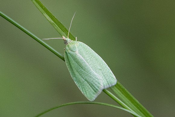 earias clorana-2544 - Lesigny