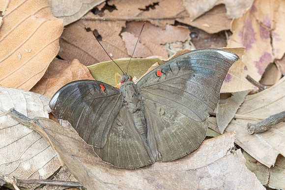 Euthalia evelina-7032 - Doi -Suthep - 28/03/24
