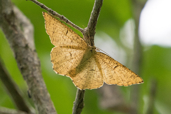Angerona prunaria 5289 - Châtillon sur seine