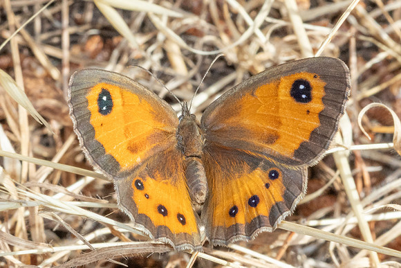 Pyronia batsheba ♀-7644- St Mandrier sur mer - 1/06/25