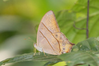Lethe kansa-2965- Chiang Dao - 19/03/25