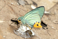 Choaspes benjaminii-1870 - Chiang Dao - 19/03/25