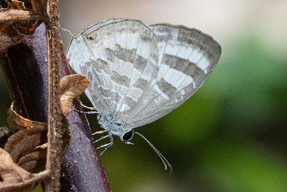 Jamides celeno id--4762 - Doi Inthanon - 23/03/24