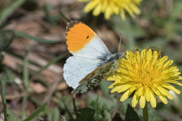 Anthocharis cardamines-7408