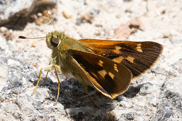 Ochlodes brahma - 4992  - Doi Inthanon - 23/03/24