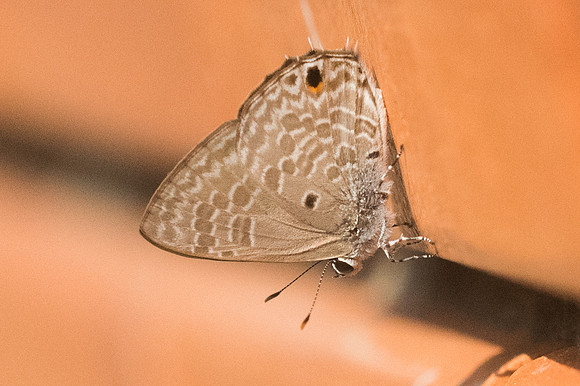 Anthene lycaenina lycambes-9920 - Ayutthaya - 24/03/23
