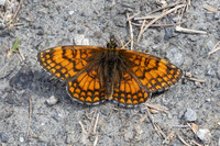 Melitaea -2174