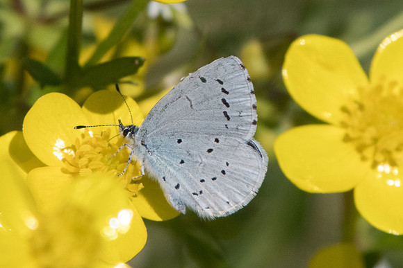 Celastrina argiolus ♀-2161 - Lac Kerkini  - 19/04/22