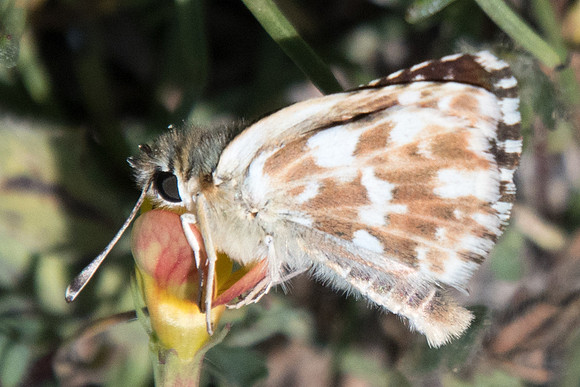 Spialia sertorius-6131 - 22/07/22
