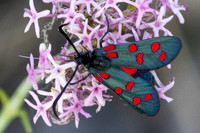 Zygaena transalpina-2609 - Argentière la bessée - 27/06/25