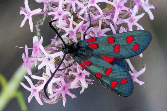 Zygaena transalpina-2609 - Argentière la bessée - 27/06/25