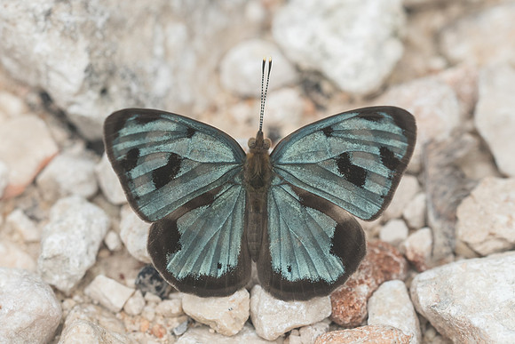 Dynamine postverta-2055