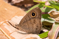 Ypthima sp-5672 Doi -Suthep - 9/03/23