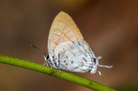 Drupadia ravindra boisduvalii ♀-6996 Doi-Suthep - 14/03/23