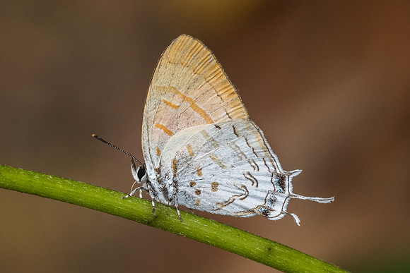 Drupadia ravindra boisduvalii ♀-6996 Doi-Suthep - 14/03/23