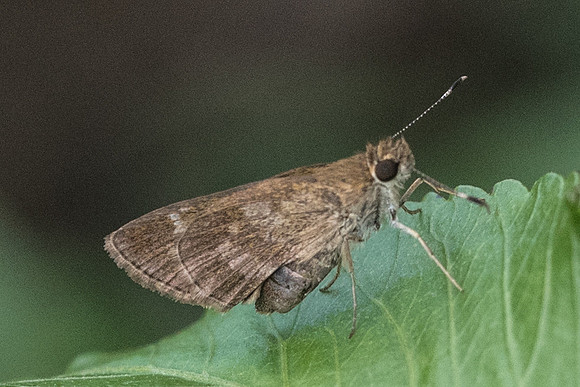 Cymaenes isus-2892