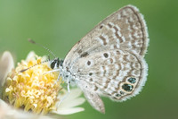Hemiargus ceraunus-1413