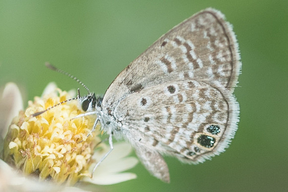 Hemiargus ceraunus-1413