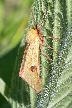 Dicrisia sannio - Orly sur Morin - 16/05/20