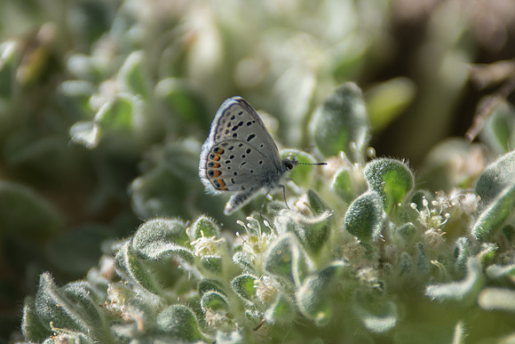 27102017-Plebejus acmon-8