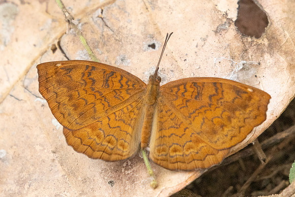 Ariadne merione-2367 - Chiang Dao - 20/03/25