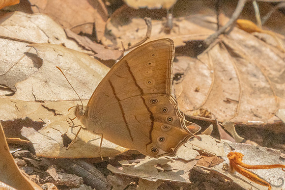 Lethe kansa-2964- Chiang Dao - 19/03/25