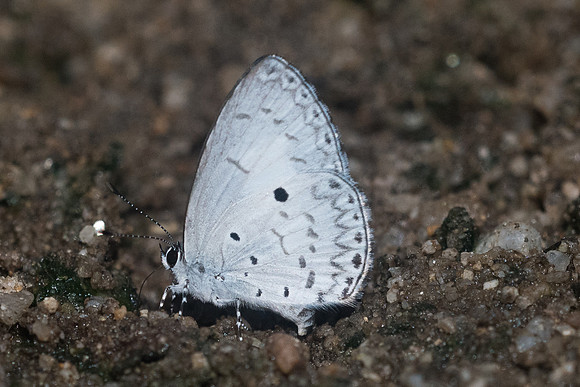 Lestranicus transpectus-9102 - Chiang Dao - 14/11/23