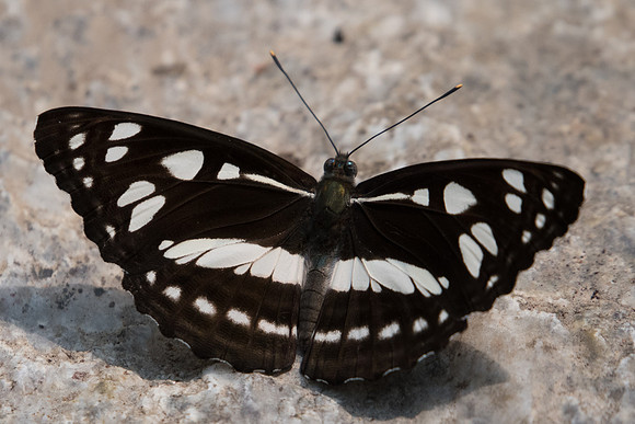 Phaedyma columella-3563 -Doi Suthep - 8/03/23