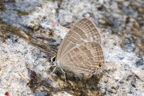 Jamides celeno aelianus-0946 - Doi-Suthep - 7/03/23
