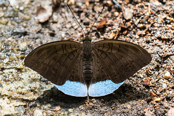 Tanaecia julii xiphiones-6496  - Railay - 25/11/23