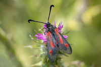 Zygaena sarpedon-9086 - Artigues - 6/06/25