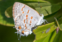 Ministrymon clytie-0825