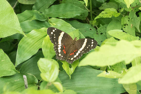 Anartia fatima-2152