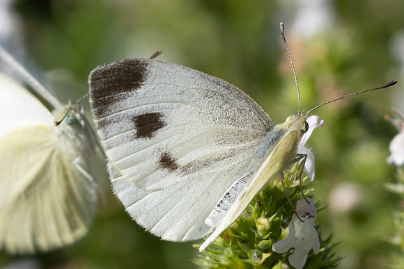 Pieris mannii 9315 - Paris  - 24/08/24