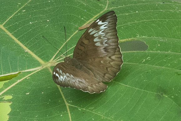 Tanaecia pelea-4301 - Krabi - 22/11/23